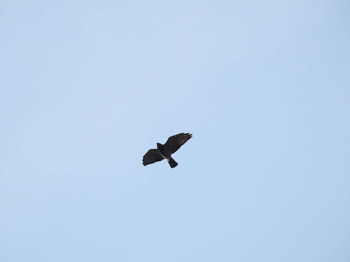 Broad-winged Hawk - ML329856411