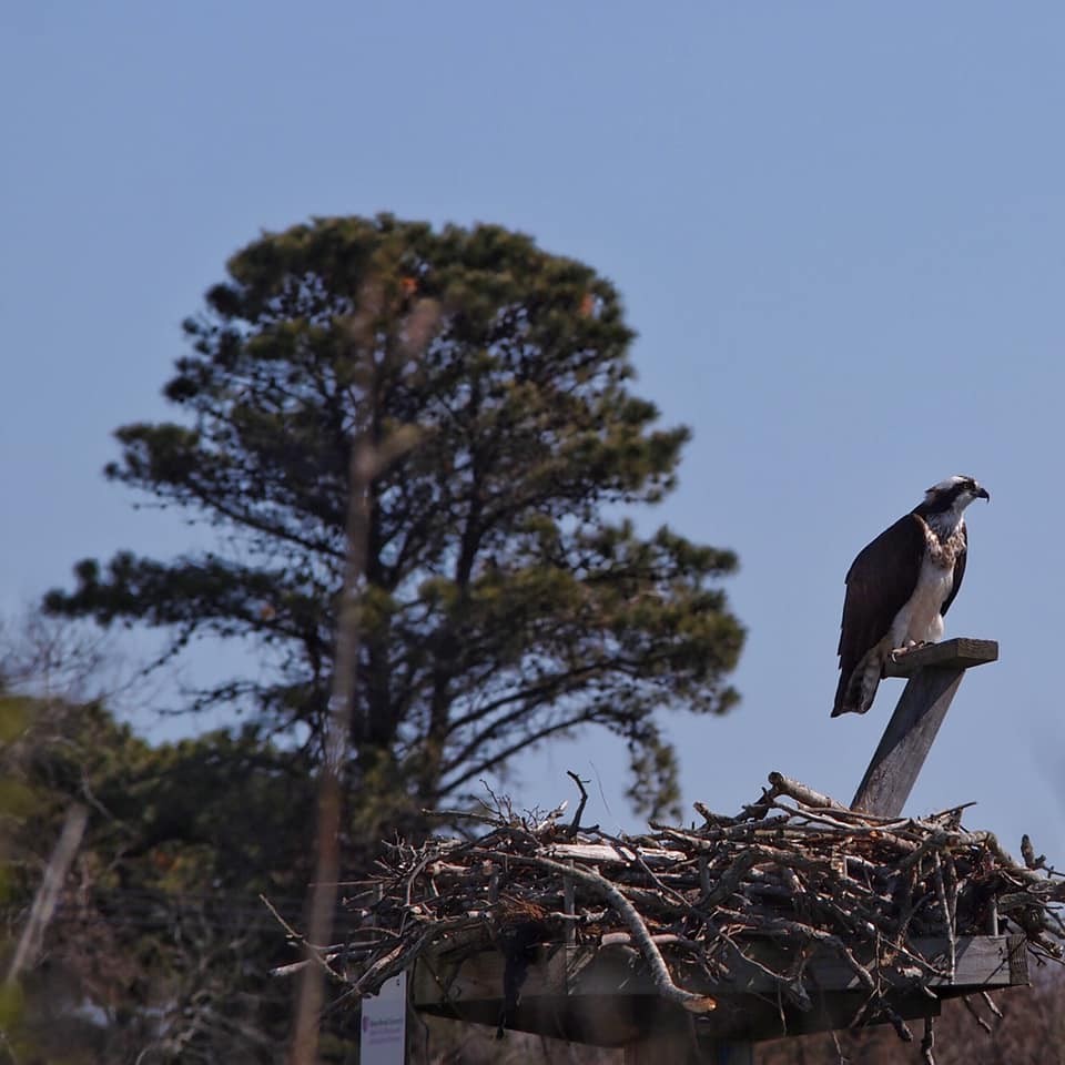 Osprey - ML329860521