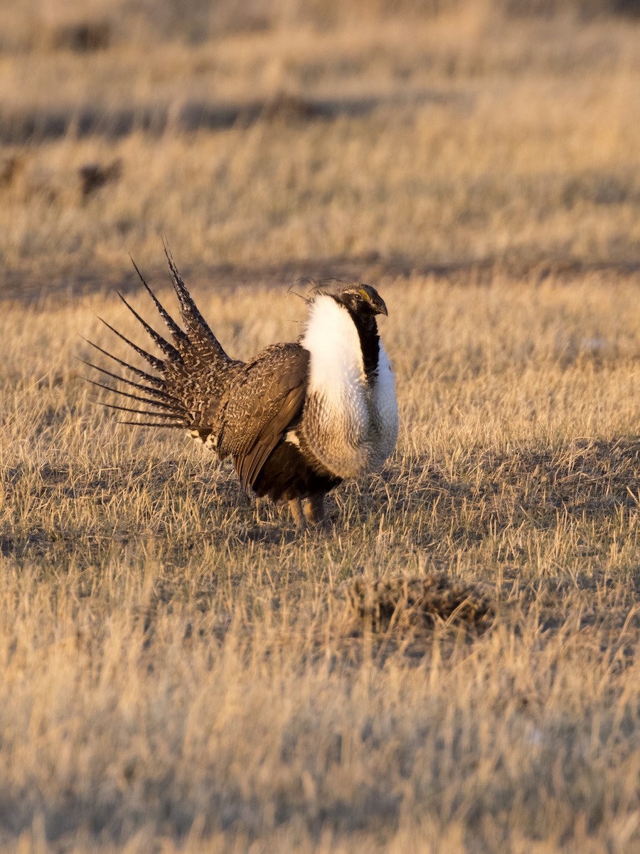 Greater Sage-Grouse - Bob Martinka