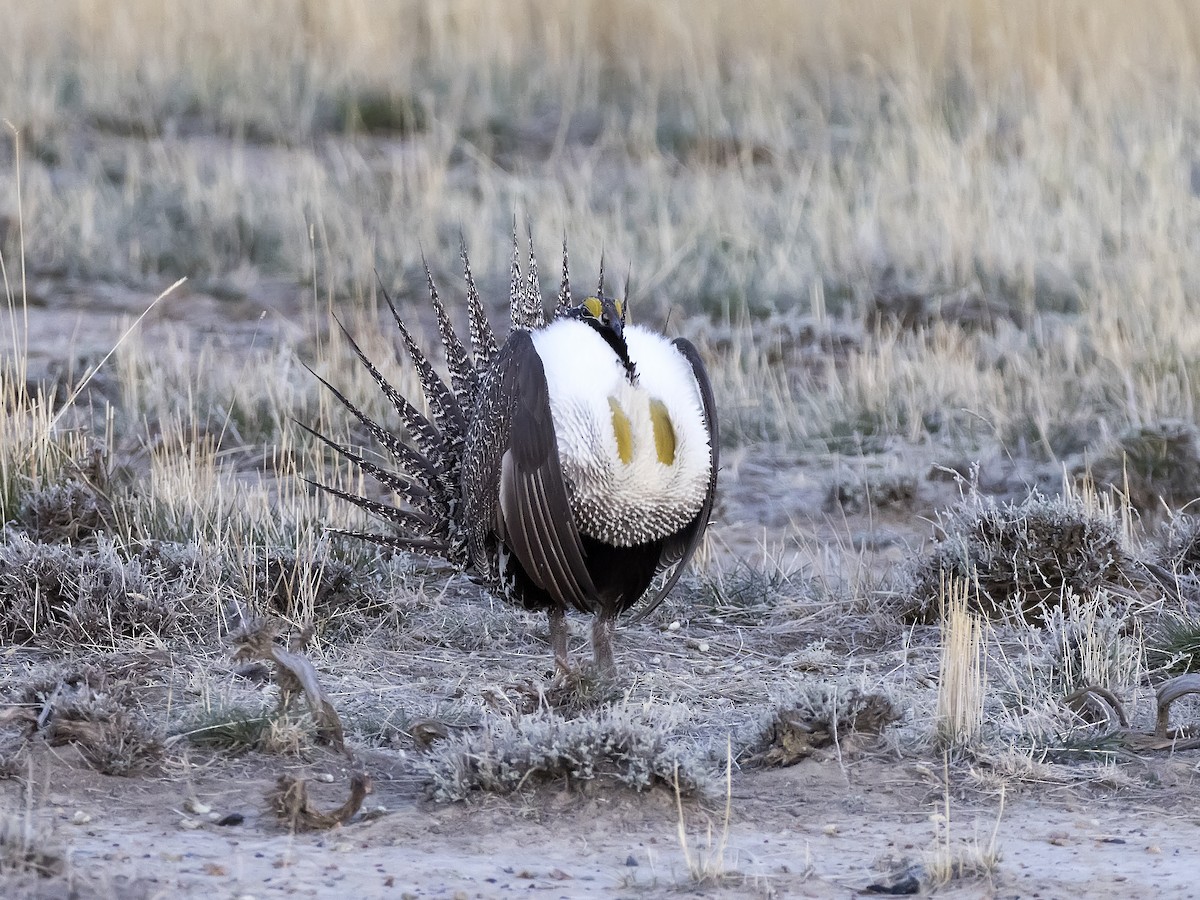 Beifußhuhn - ML329865301