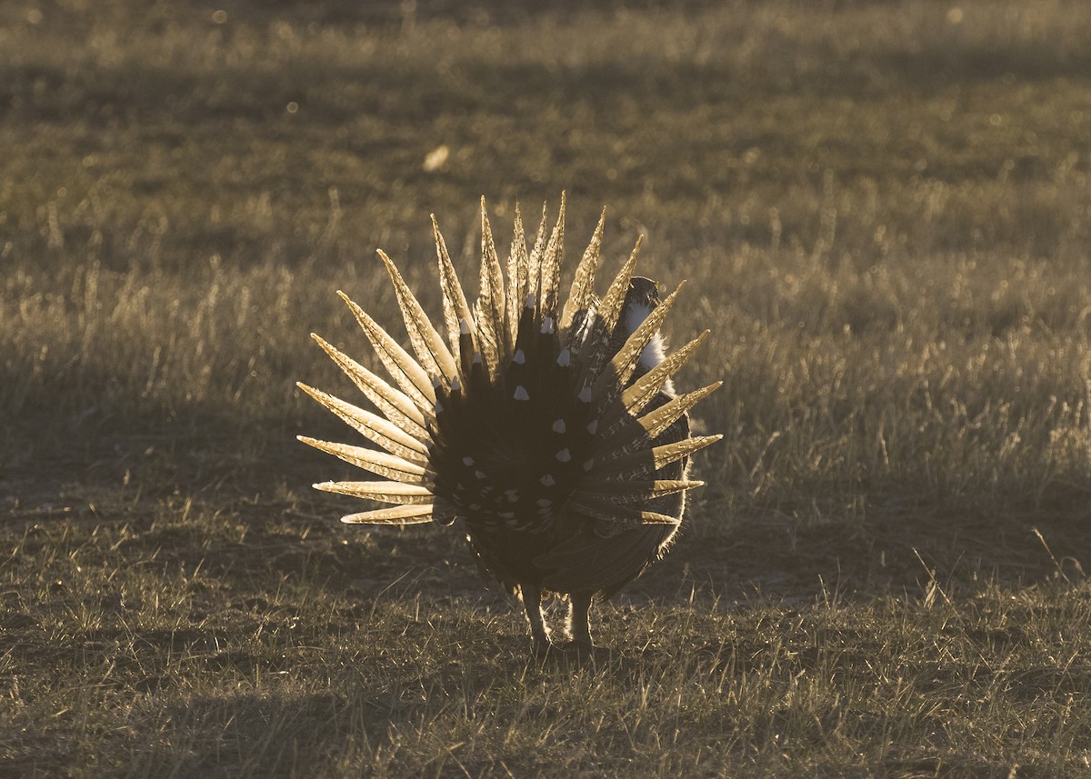 Beifußhuhn - ML329866221