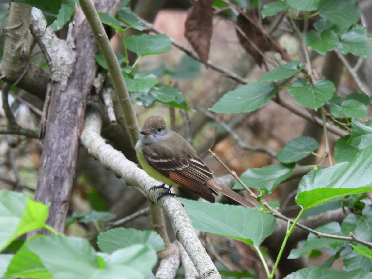 Brown-crested Flycatcher - ML329866551