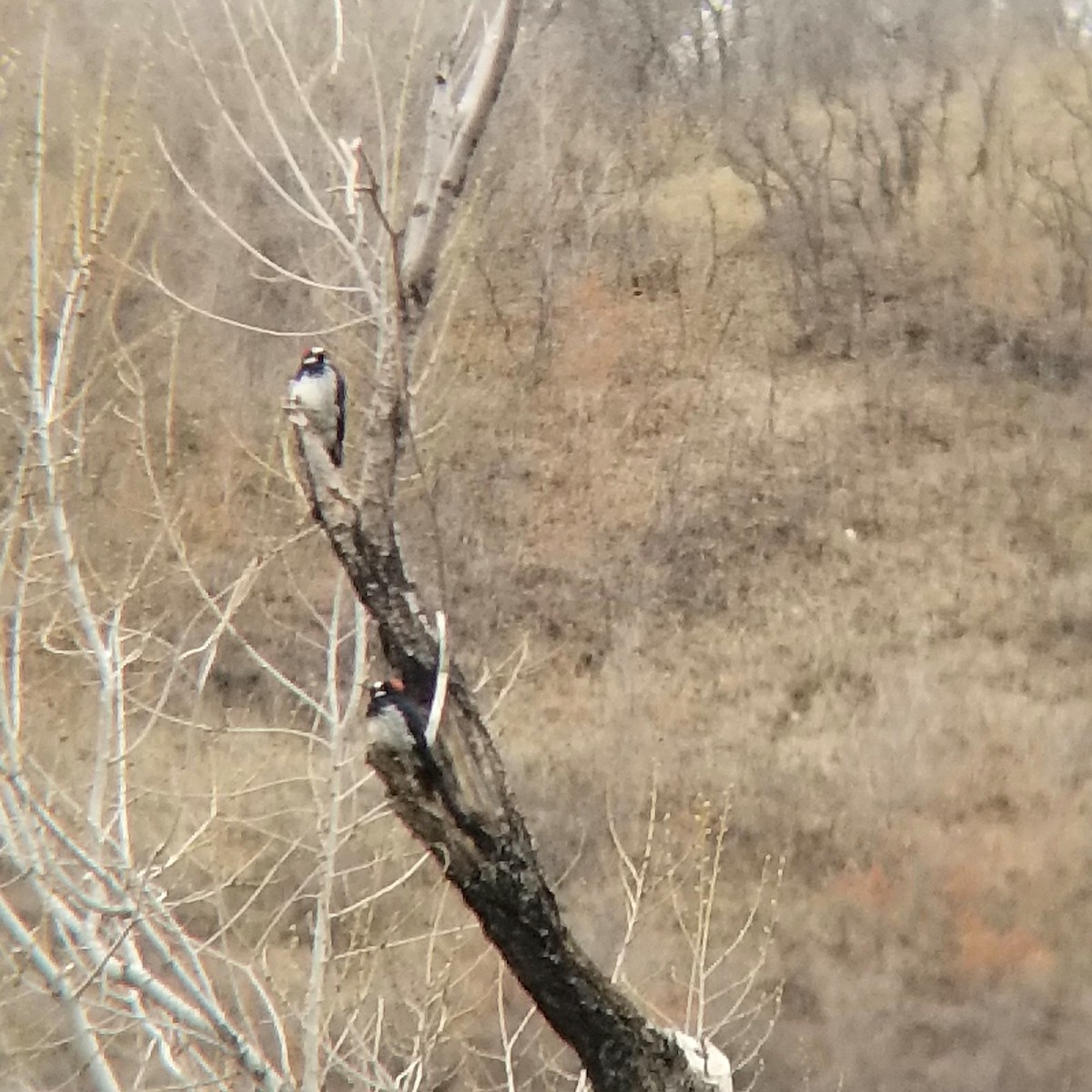 Acorn Woodpecker - ML329867061