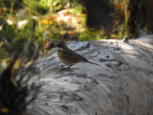 Rufous-collared Sparrow - ML329868461