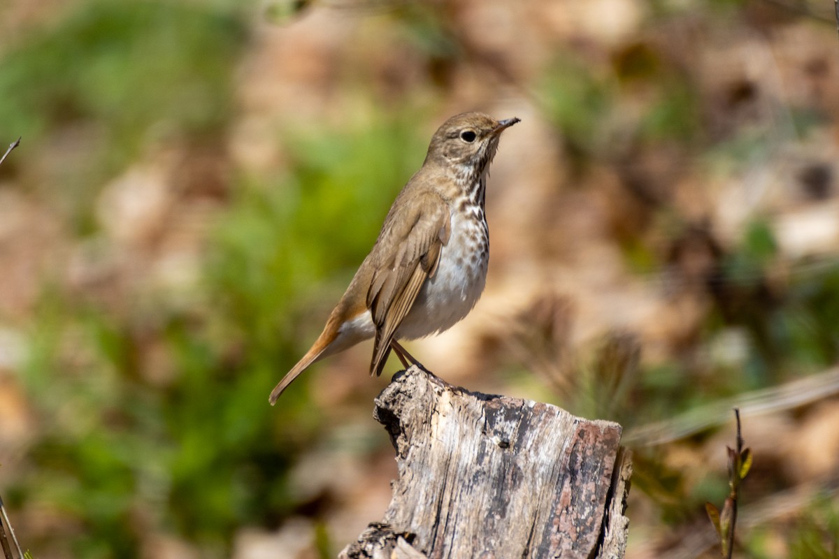 Hermit Thrush - ML329868571