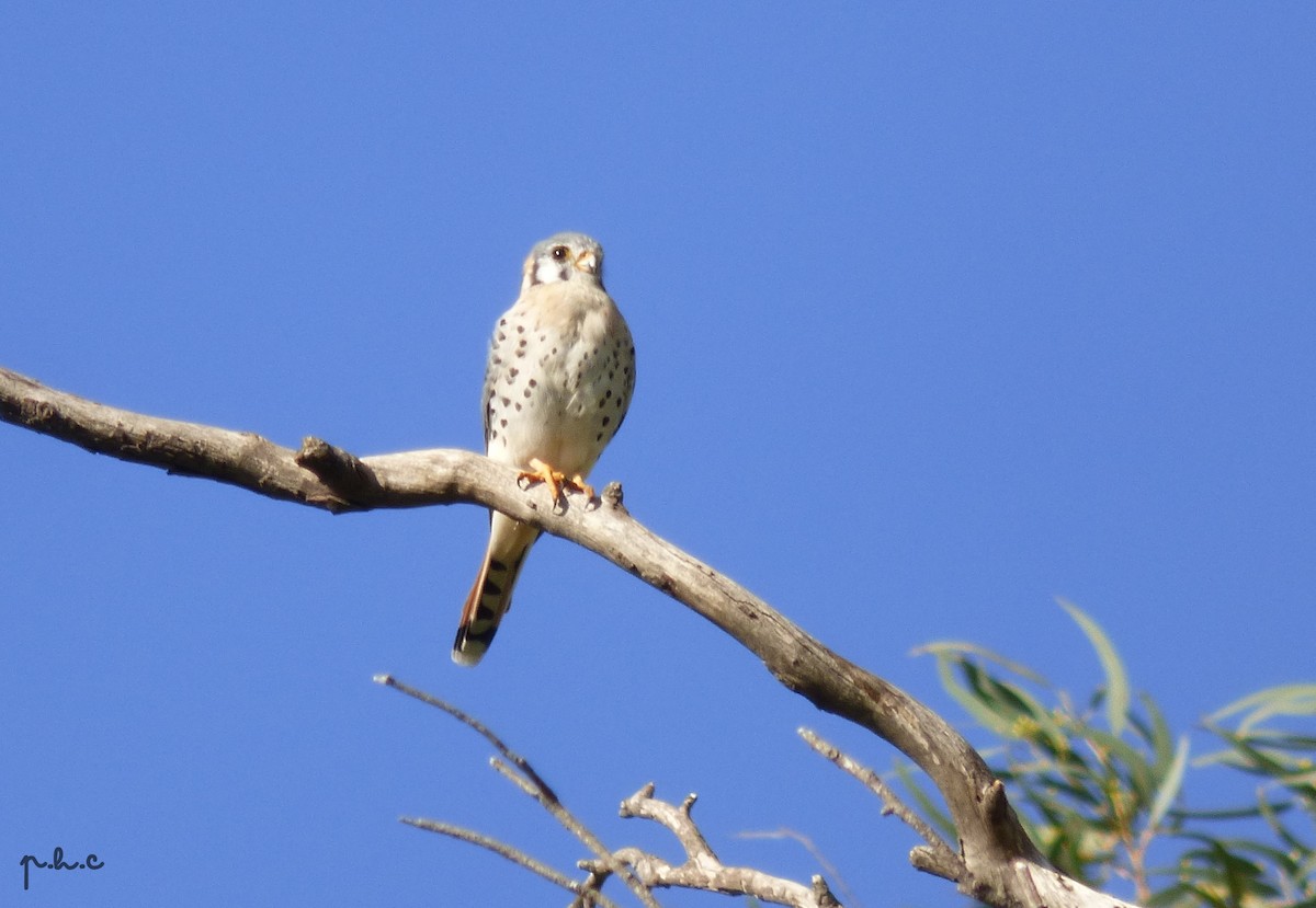 American Kestrel - ML329869991