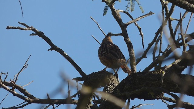 ヒバリカマドドリ - ML329871411