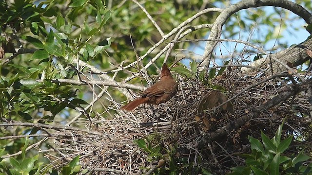 Brown Cacholote - ML329871421