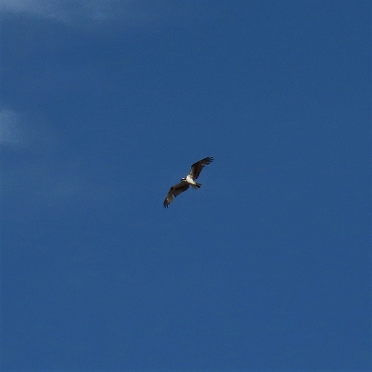 Águila Pescadora - ML329873631