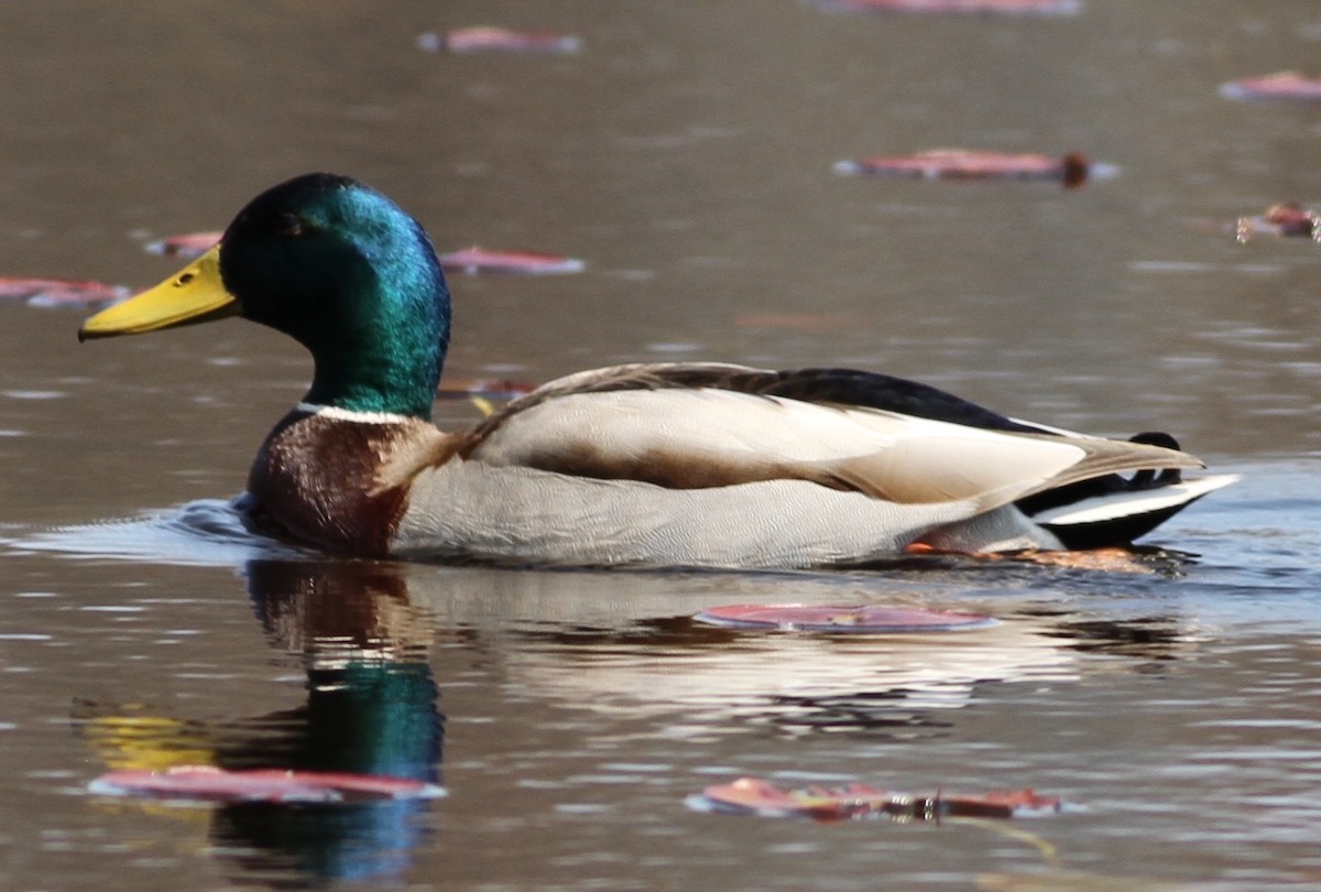 Canard colvert - ML329873771