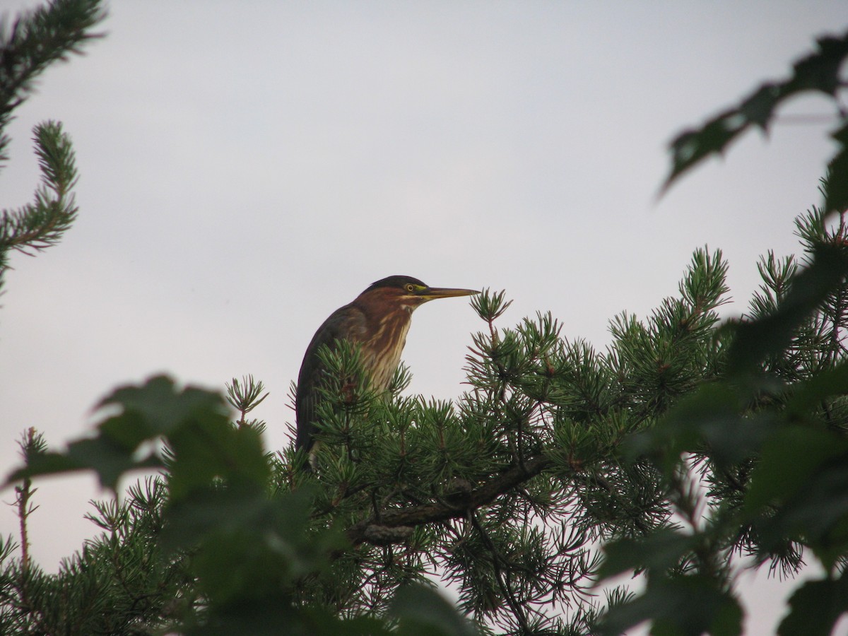 Green Heron - ML32987511