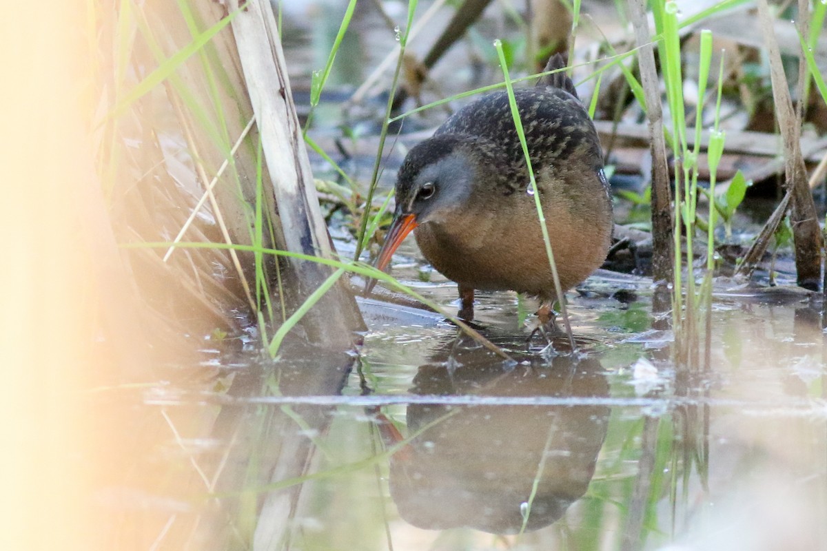 Virginia Rail - Baxter Beamer