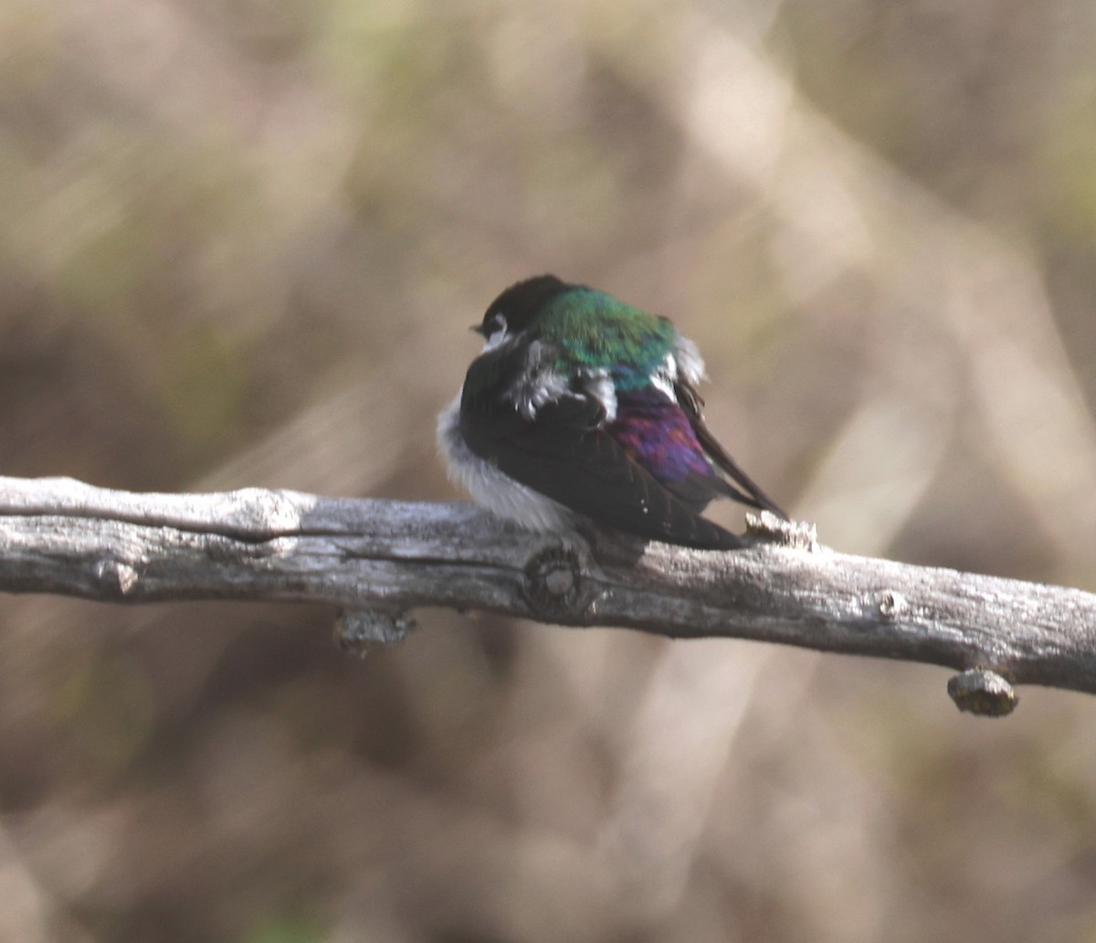 Golondrina Verdemar - ML329878701