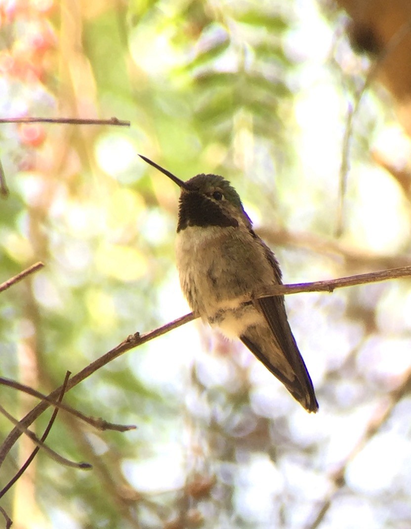 Broad-tailed Hummingbird - Lynda Elkin