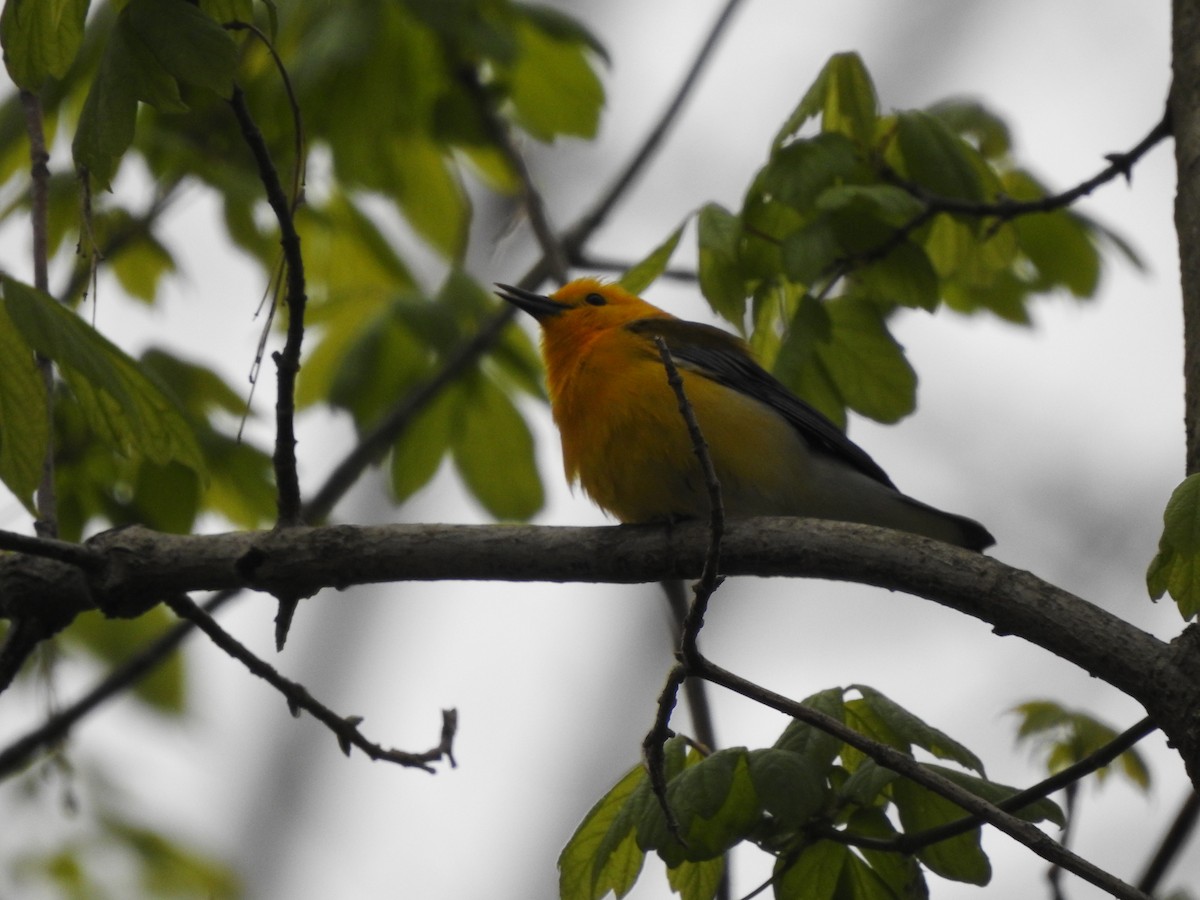 Prothonotary Warbler - ML329878831
