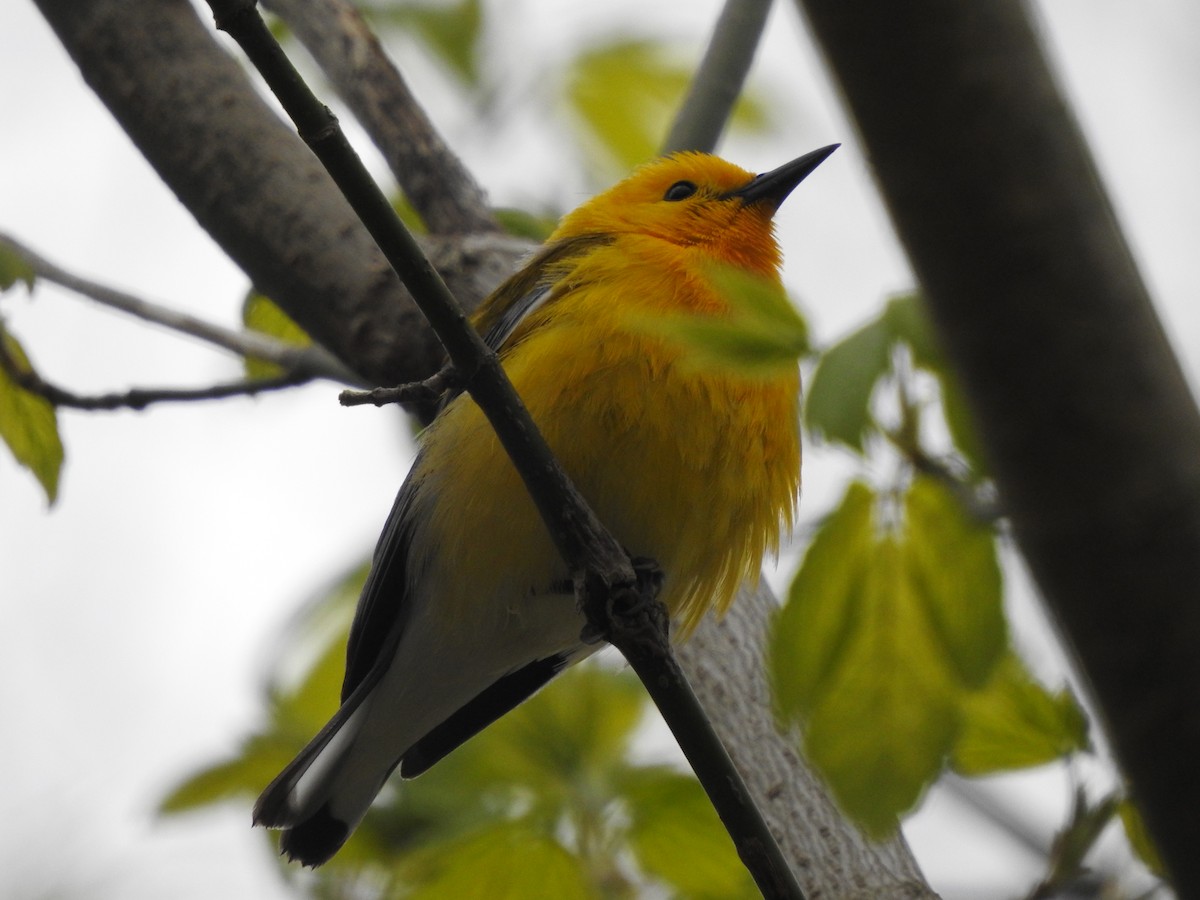Prothonotary Warbler - ML329878921