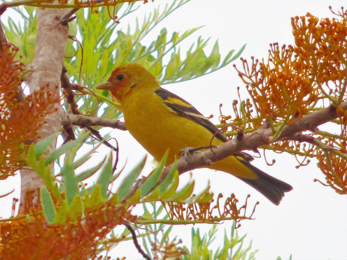 Western Tanager - ML329880581