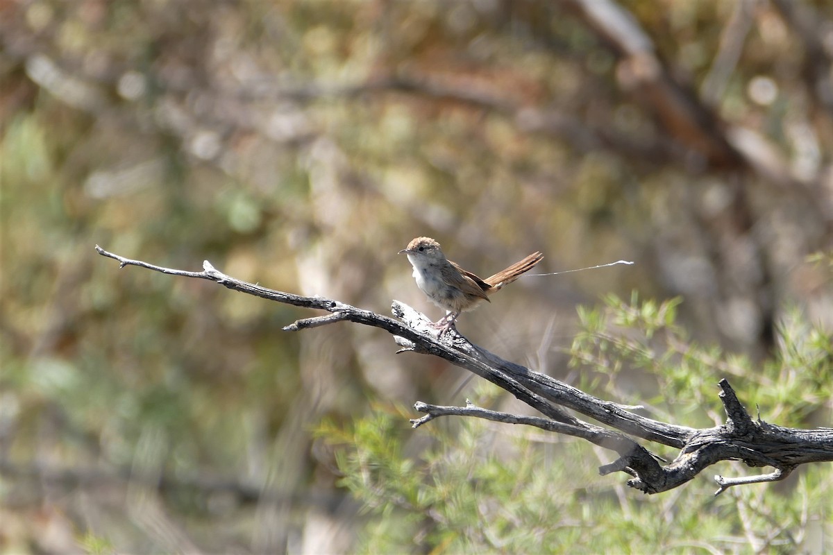 Mégalure du spinifex - ML329880641