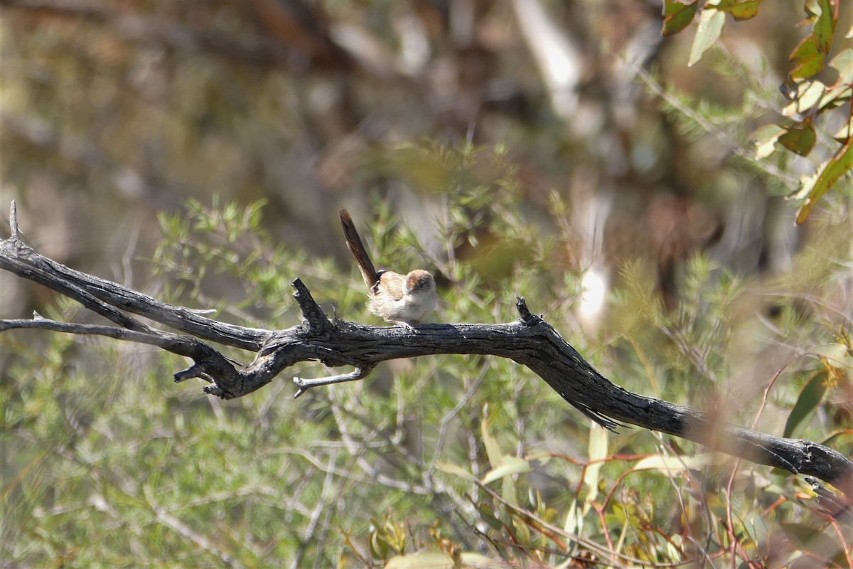 Yerbera del Spinifex - ML329880691