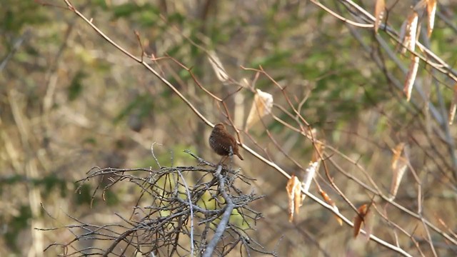 Winter Wren - ML329881051