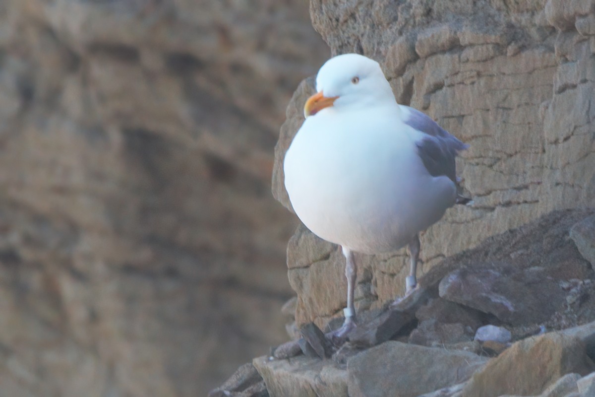 Gaviota Argéntea - ML329881681