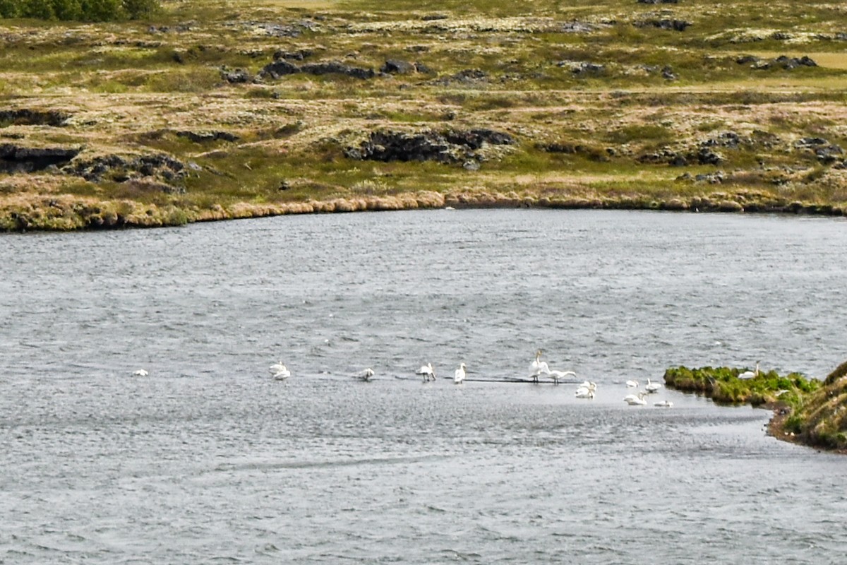 Whooper Swan - ML329881721