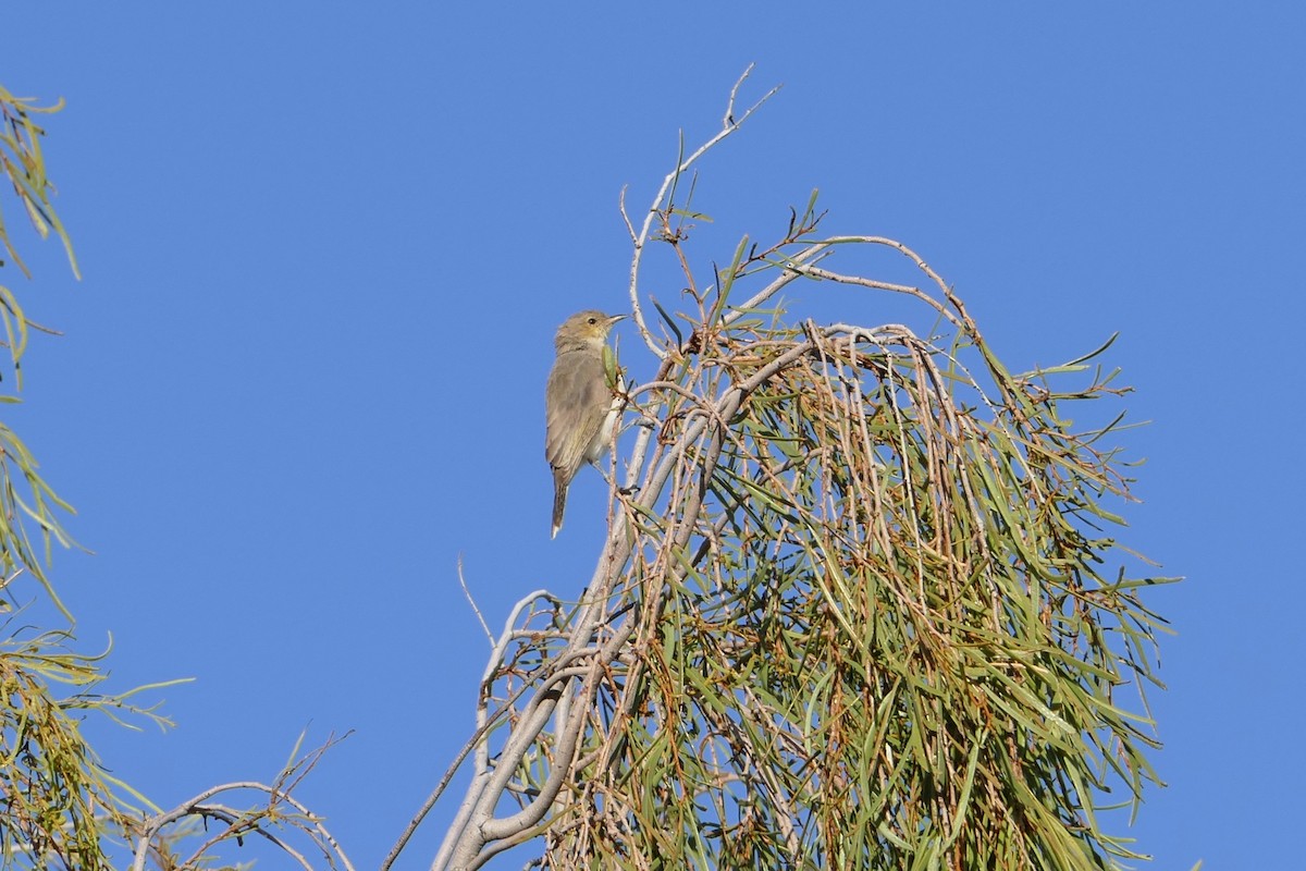 Gray Honeyeater - ML329881821