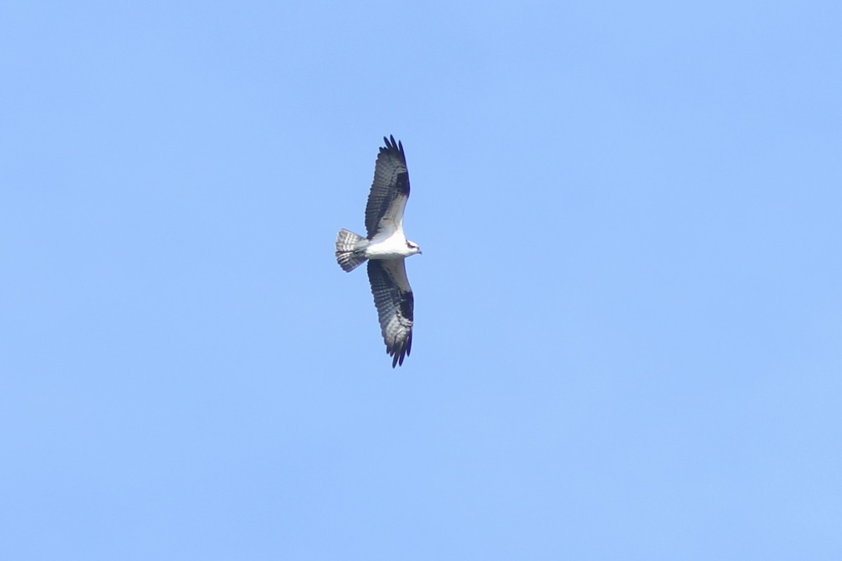 Águila Pescadora - ML329881941