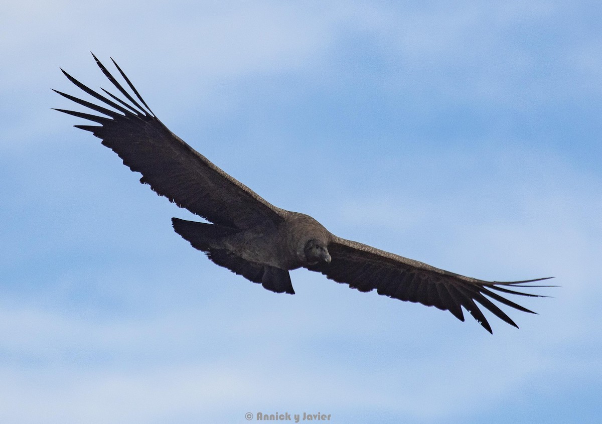 Andean Condor - ML329884111