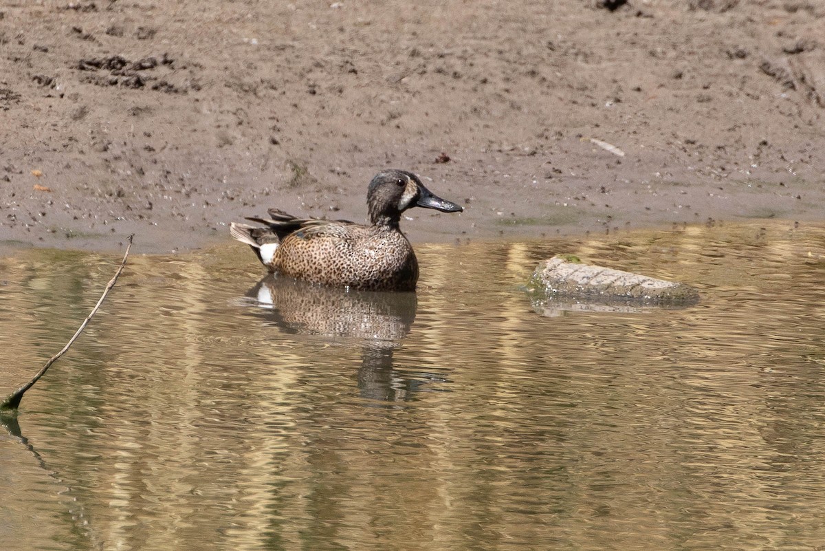 Blue-winged Teal - ML329886271