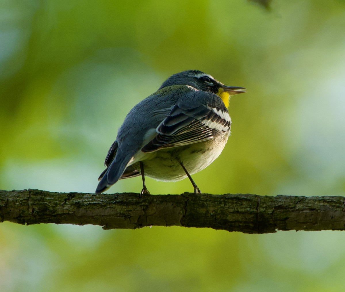 lesňáček lišejníkový x zlatohrdlý (hybrid) - ML329886861
