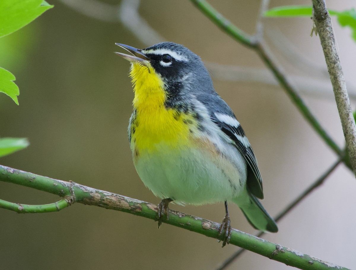 Northern Parula x Yellow-throated Warbler (hybrid) - Kristin Ruff