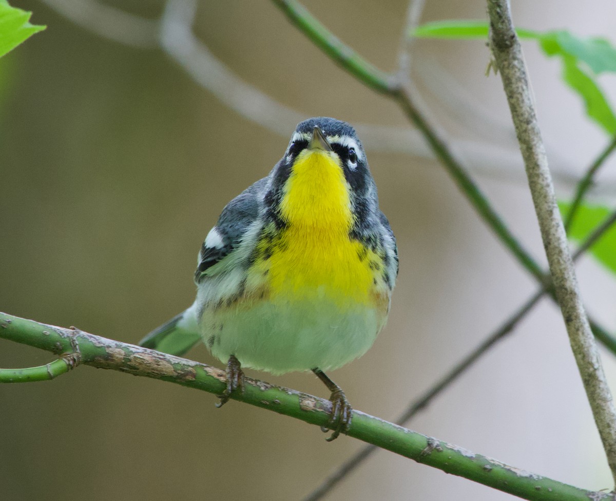 lesňáček lišejníkový x zlatohrdlý (hybrid) - ML329886921