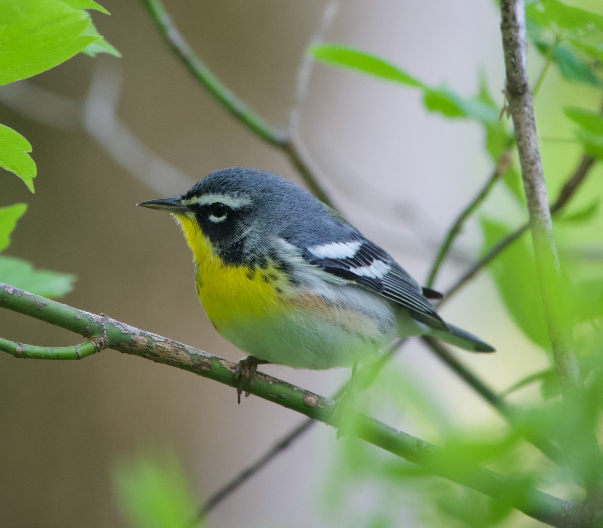 lesňáček lišejníkový x zlatohrdlý (hybrid) - ML329886931