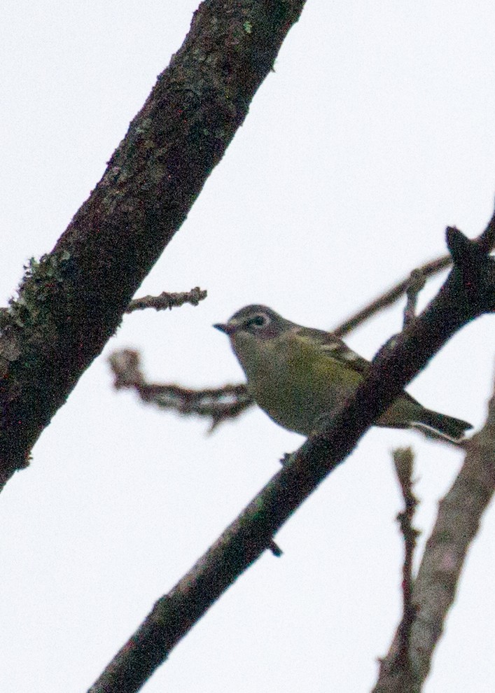 Graukopfvireo - ML329888001