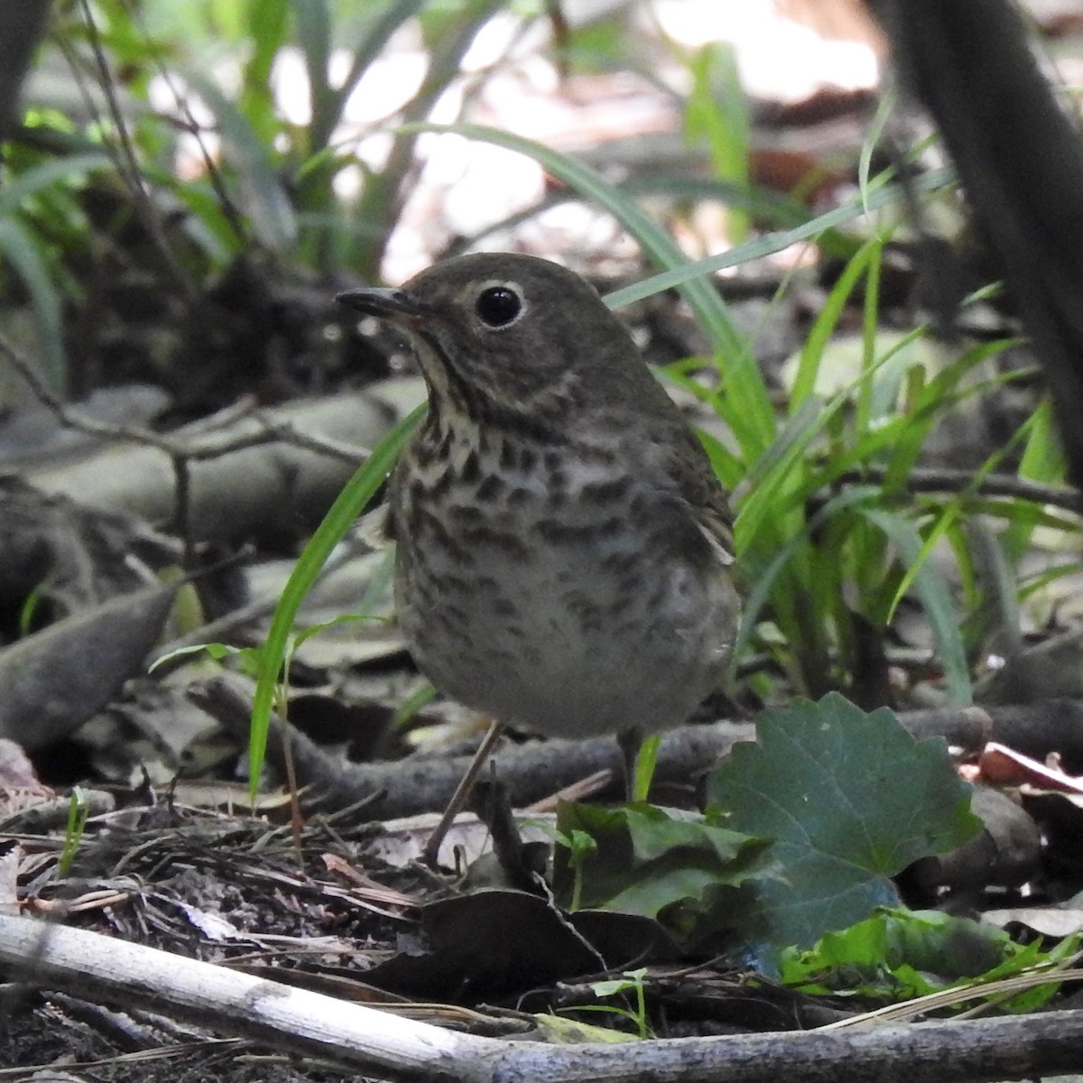 Hermit Thrush - Laura Clark