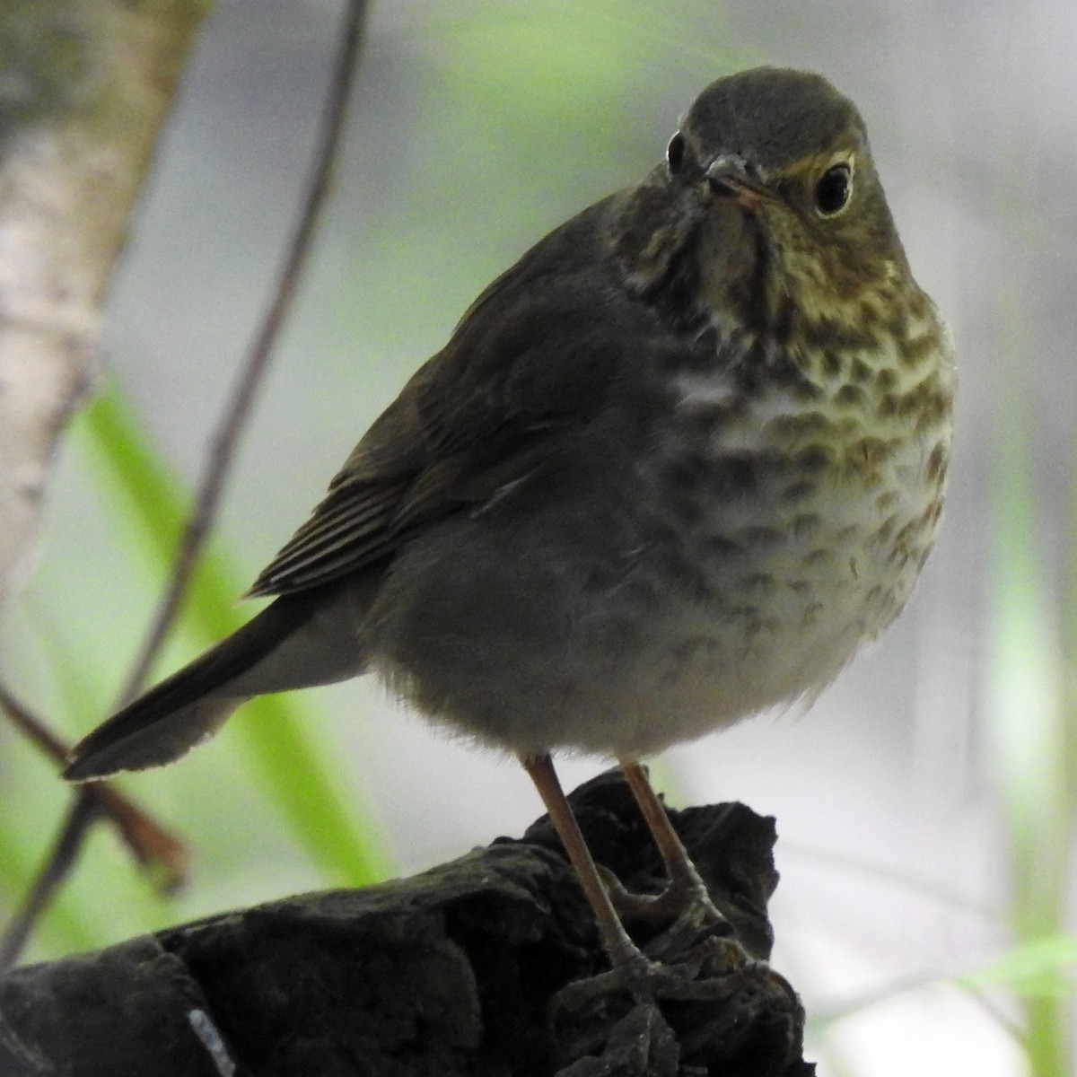 Hermit Thrush - Laura Clark