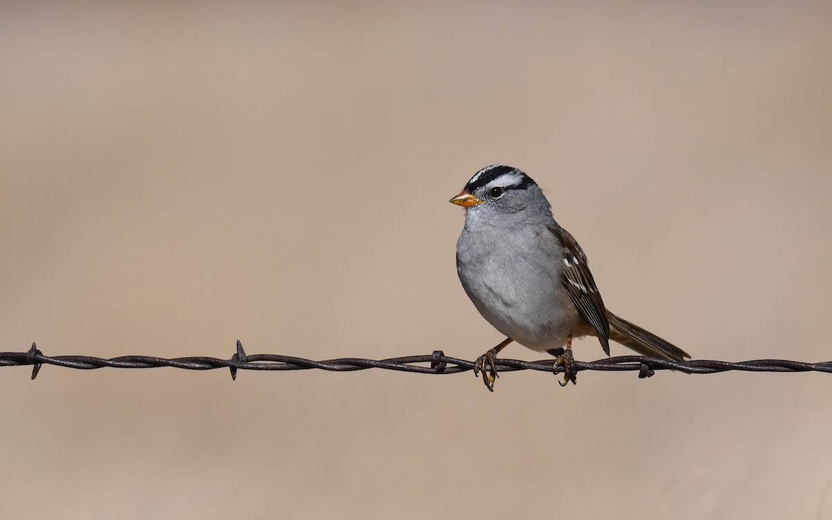 White-crowned Sparrow (Gambel's) - Simon Kiacz