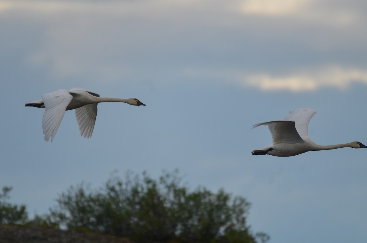 Tundra Swan (Whistling) - ML329890311