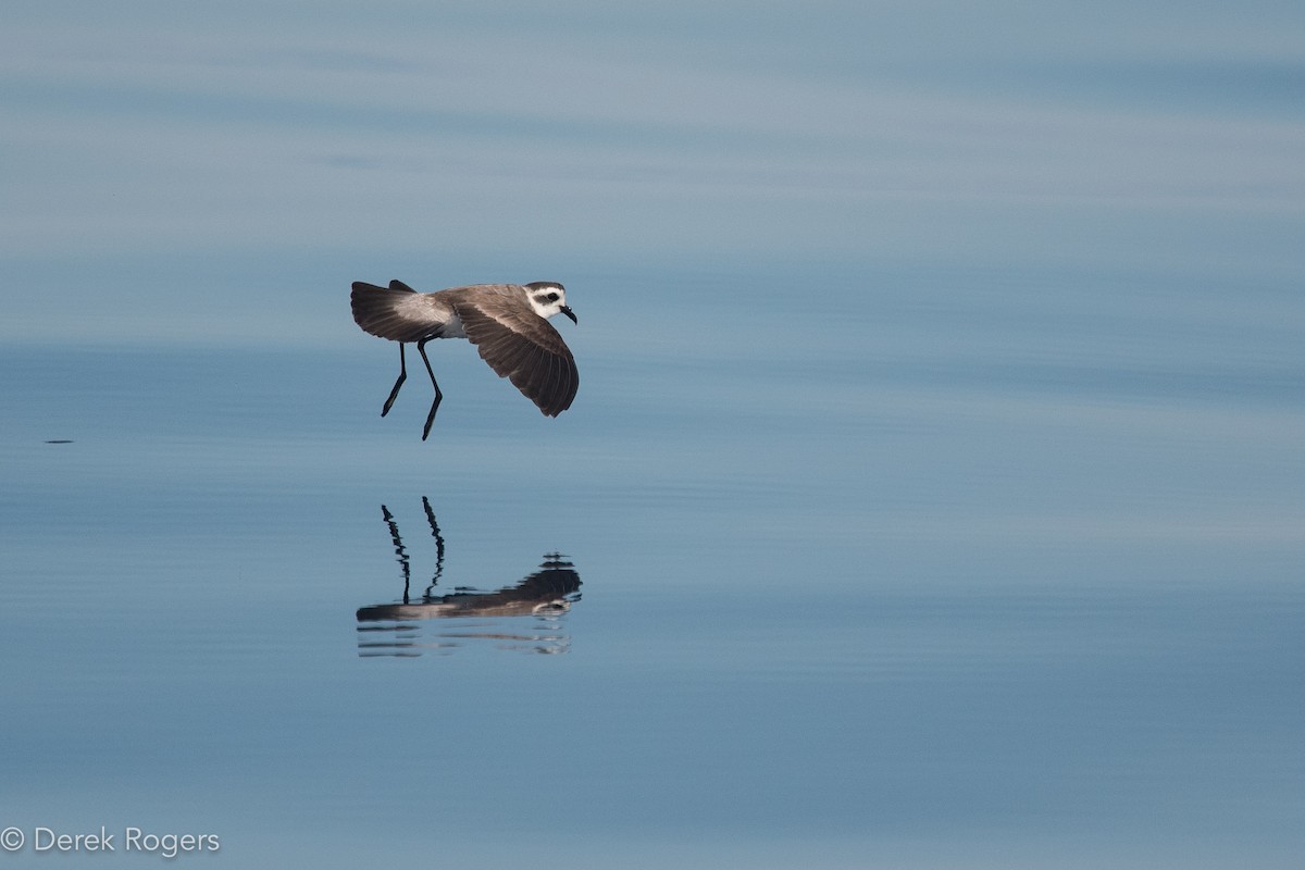White-faced Storm-Petrel - ML32989051