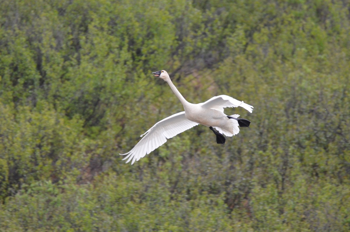 Tundra Swan (Whistling) - ML329890521