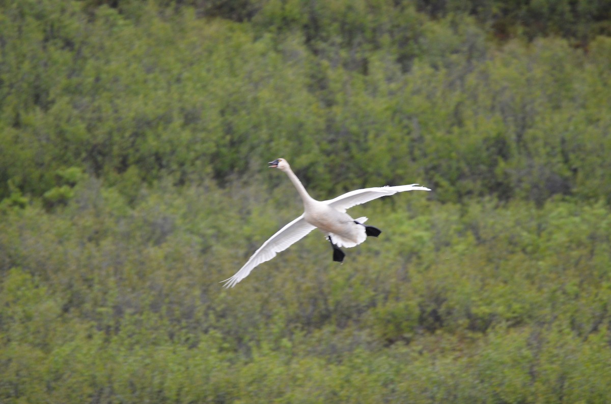 Tundra Swan (Whistling) - ML329890581