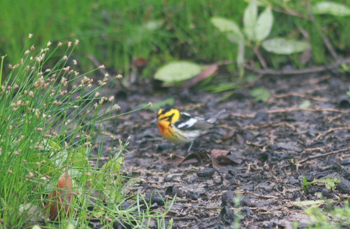 Blackburnian Warbler - ML329891361