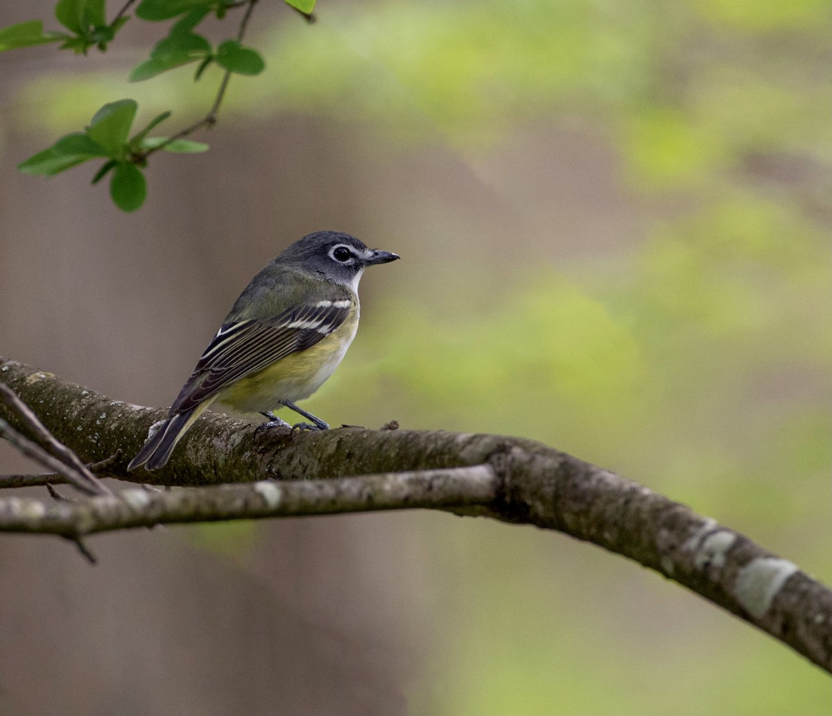 Blue-headed Vireo - ML329892971