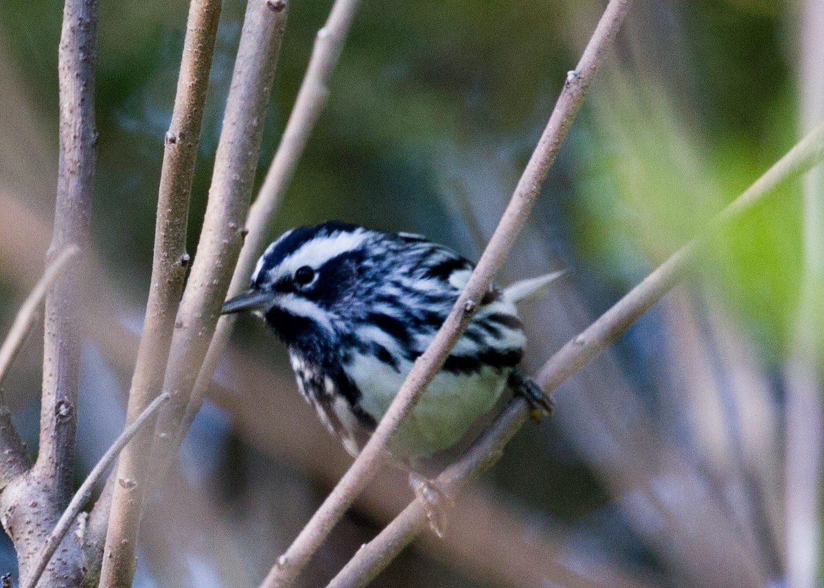 Black-and-white Warbler - ML329893521