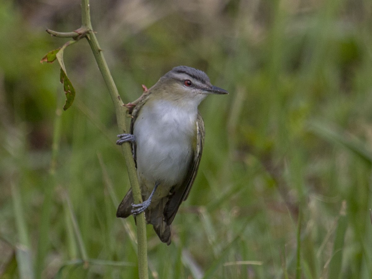 Red-eyed Vireo - Geoff Hill