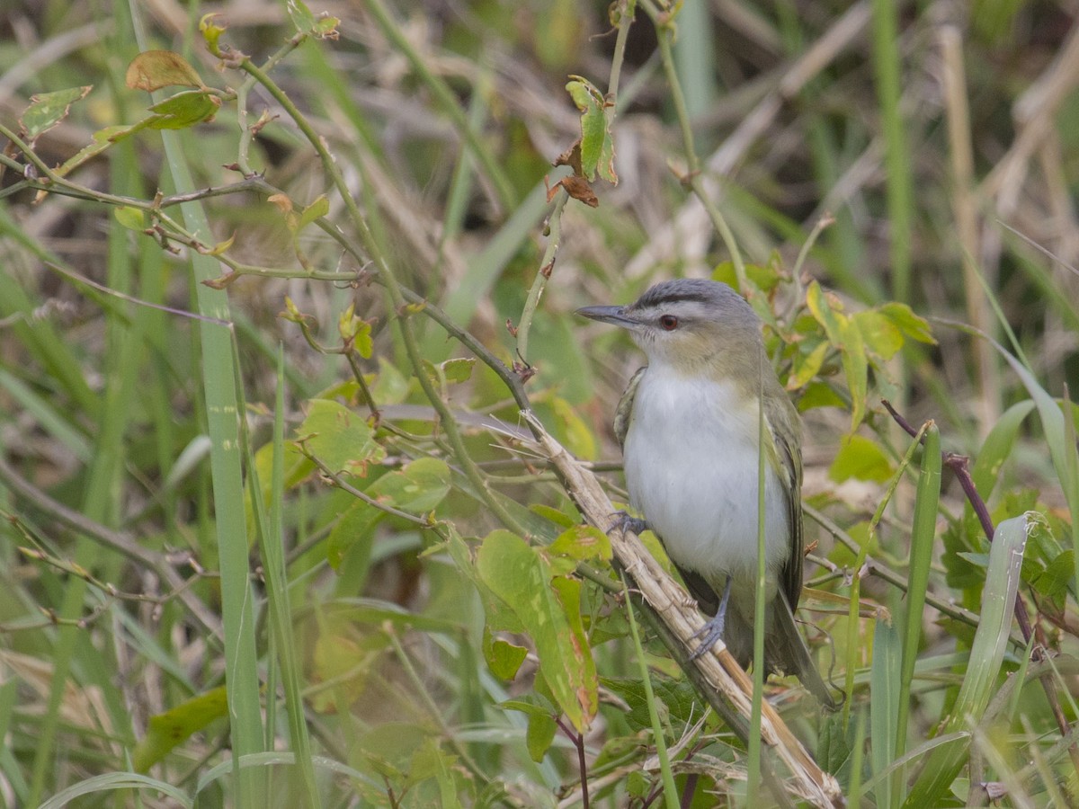 Vireo Ojirrojo - ML329894271