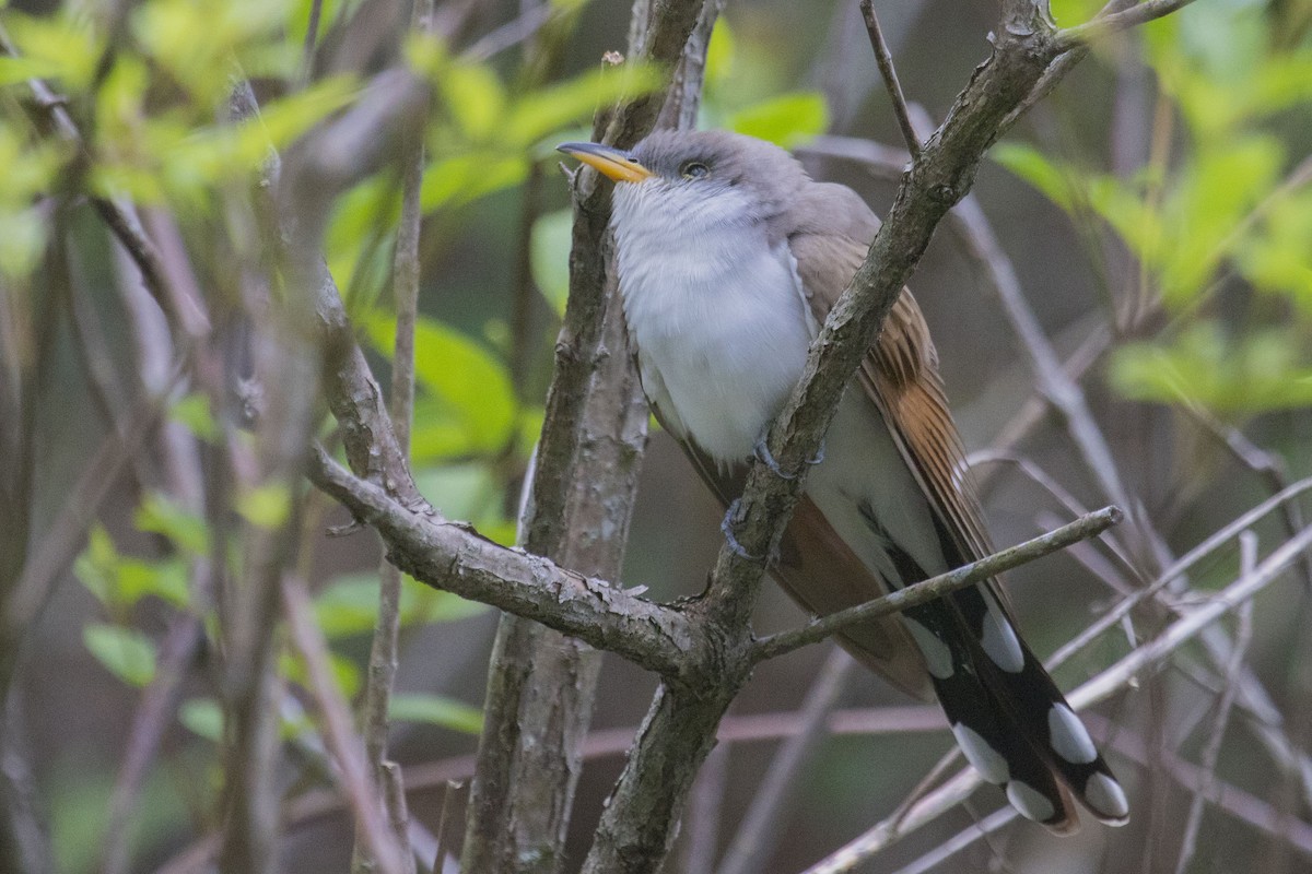 Yellow-billed Cuckoo - ML329895341