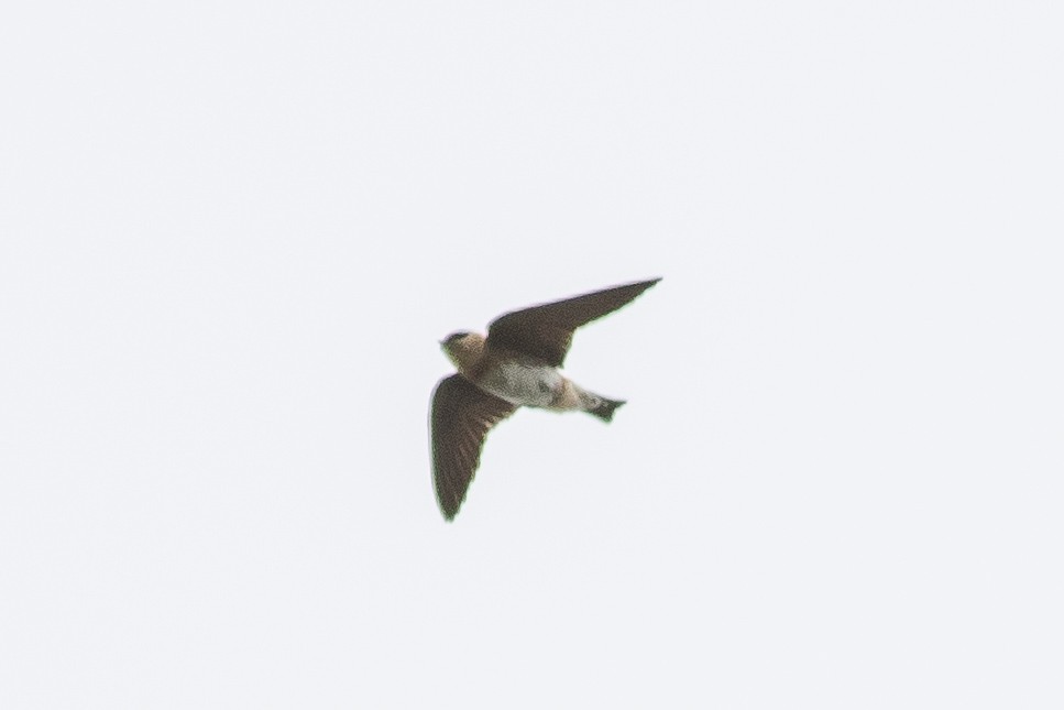 Cave Swallow - ML329895601