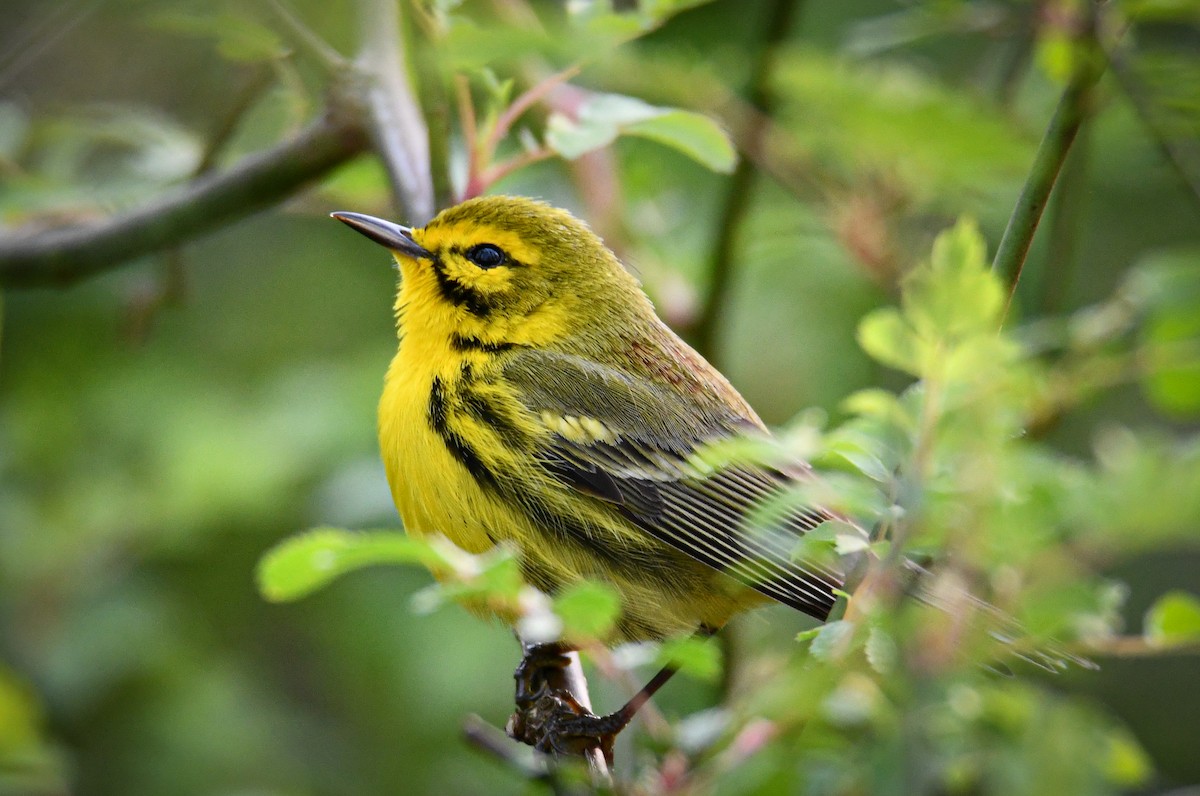 Prairie Warbler - ML329895761